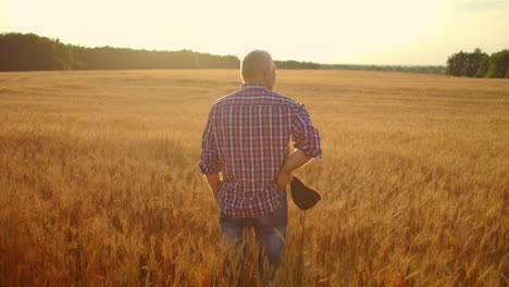 View-from-the-back:-A-gray-haired-elderly-male-farmer-in-a-shirt-looks-at-a-sunset-field-of-wheat-after-a-day's-work.-Tractor-driver-takes-off-his-cap-at-sunset-looking-at-the-field-of-cereal